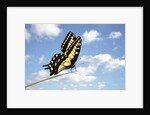 Swallowtail on a Blade of Grass by Anonymous