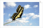 Swallowtail on a Blade of Grass by Anonymous