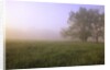 Morning Fog in Great Smoky Mountains National Park by Anonymous