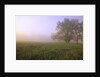Morning Fog in Great Smoky Mountains National Park by Anonymous