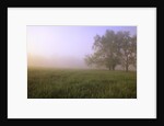 Morning Fog in Great Smoky Mountains National Park by Anonymous