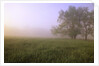 Morning Fog in Great Smoky Mountains National Park by Anonymous