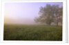 Morning Fog in Great Smoky Mountains National Park by Anonymous