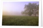 Morning Fog in Great Smoky Mountains National Park by Anonymous