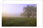 Morning Fog in Great Smoky Mountains National Park by Anonymous