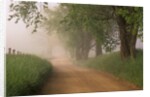 Fog Over Rural Road in Great Smoky Mountains by Anonymous