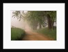 Fog Over Rural Road in Great Smoky Mountains by Anonymous