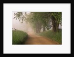 Fog Over Rural Road in Great Smoky Mountains by Anonymous