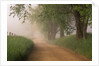 Fog Over Rural Road in Great Smoky Mountains by Anonymous