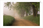 Fog Over Rural Road in Great Smoky Mountains by Anonymous