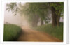 Fog Over Rural Road in Great Smoky Mountains by Anonymous