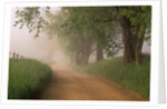 Fog Over Rural Road in Great Smoky Mountains by Anonymous