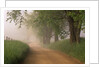 Fog Over Rural Road in Great Smoky Mountains by Anonymous