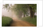 Fog Over Rural Road in Great Smoky Mountains by Anonymous