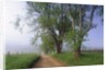 Fog Over Rural Road in Great Smoky Mountains by Corbis