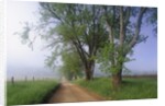 Fog Over Rural Road in Great Smoky Mountains by Anonymous