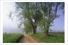 Fog Over Rural Road in Great Smoky Mountains by Corbis