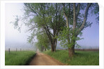 Fog Over Rural Road in Great Smoky Mountains by Corbis