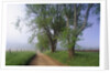 Fog Over Rural Road in Great Smoky Mountains by Corbis