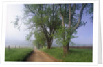 Fog Over Rural Road in Great Smoky Mountains by Corbis