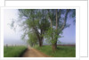 Fog Over Rural Road in Great Smoky Mountains by Corbis