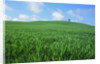 Lone Tree in Spring Wheat Field by Anonymous