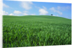 Lone Tree in Spring Wheat Field by Anonymous