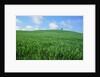 Lone Tree in Spring Wheat Field by Anonymous