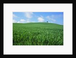 Lone Tree in Spring Wheat Field by Anonymous