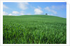 Lone Tree in Spring Wheat Field by Anonymous