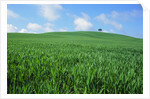 Lone Tree in Spring Wheat Field by Anonymous