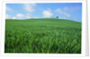 Lone Tree in Spring Wheat Field by Anonymous