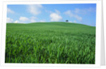 Lone Tree in Spring Wheat Field by Anonymous