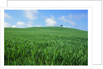 Lone Tree in Spring Wheat Field by Anonymous