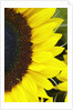 Sunflower by Anonymous