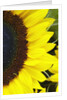 Sunflower by Anonymous