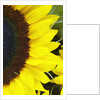 Sunflower by Anonymous