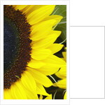 Sunflower by Anonymous