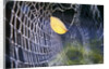 Leaf Caught in Spiderweb by Anonymous