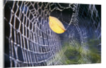 Leaf Caught in Spiderweb by Anonymous