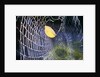 Leaf Caught in Spiderweb by Anonymous
