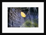 Leaf Caught in Spiderweb by Anonymous