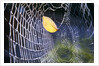 Leaf Caught in Spiderweb by Anonymous