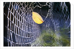 Leaf Caught in Spiderweb by Anonymous