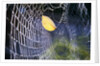 Leaf Caught in Spiderweb by Anonymous