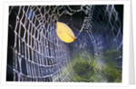 Leaf Caught in Spiderweb by Anonymous