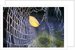Leaf Caught in Spiderweb by Anonymous