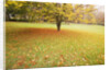 Autumn Leaves in Grass by Anonymous