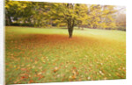 Autumn Leaves in Grass by Anonymous
