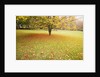 Autumn Leaves in Grass by Anonymous